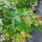 Javor ohnivý (Acer tataricum) ´GINNALA´ - výška 160-200 cm, kont. C5L